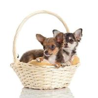 adorabili adorabili cuccioli di chihuahua foto