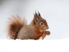 scoiattolo rosso (sciurus vulgaris)
