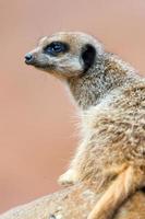 meerkat (suricata suricatta) foto