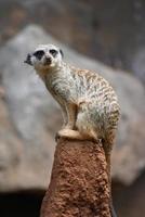 donnola / meerkat isolati su una roccia foto