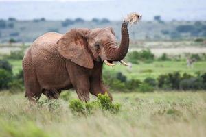 elefante africano foto