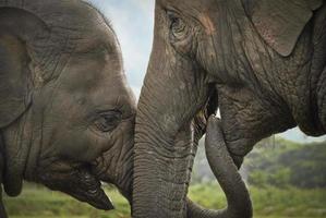 momento intimo tra madre ed elefantino