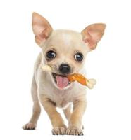 cucciolo di chihuahua di fronte con un osso in bocca foto