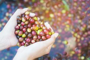 mani della signora che tengono il chicco di caffè fresco durante il processo di macinazione del caffè nell'area locale delle alte terre di chiang mai a nord della tailandia - concetto di persone e piccoli agricoltori di agricoltura foto