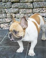 Bulldog francese in piedi su piastrelle di ceramica con sfondo muro di pietra di granito foto