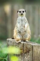 meerkat in piedi e guardando attento