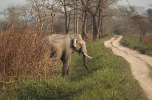elefante indiano foto