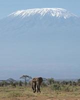 mt Kilimangiaro ed elefante foto