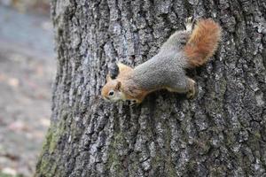 scoiattolo in posa nella foresta foto