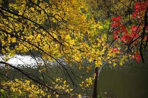 foglie sul ramo di un albero durante l'autunno foto