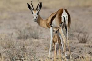 mamma protettiva e baby springbok guardano indietro nel deserto