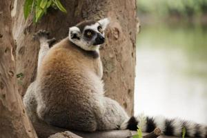 Lemure dalla coda ad anelli foto