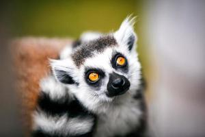 Lemure dalla coda ad anelli. foto