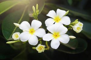 fiore bianco di plumeria di bellezza sull'albero in giardino con il sole foto