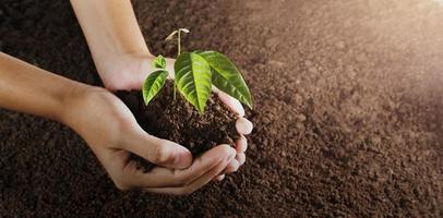 mano che tiene piccolo albero per piantare. concetto mondo verde. giornata ecologica della terra foto