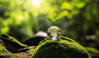 crescita dell'albero sul vetro del globo in natura. concetto eco giornata della terra foto