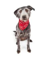 simpatico cane che indossa una bandana rossa foto