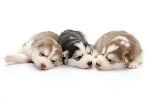 husky siberiano dei cuccioli svegli che dorme sul fondo bianco