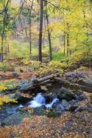 vista sul torrente autunnale foto