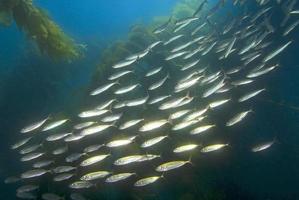 scuola di sardine di pesci che nuotano alla barriera corallina