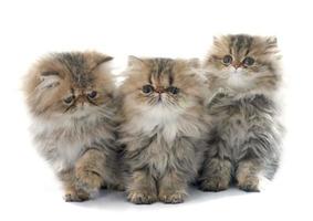 gattino persiano