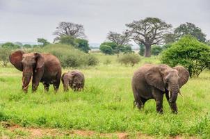 genitori di elefanti con vitello nel parco tarangire, tanzania