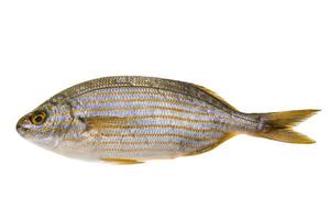 salema porgy - pesce sarpa foto
