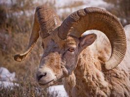 ram delle pecore Bighorn foto