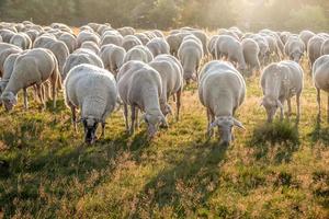 gregge di pecore sui monti taunus foto