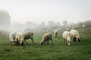 gregge di pecore foto