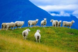 gregge di pecore sulla collina
