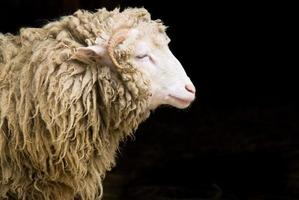 pecora individuale con lana disordinata foto