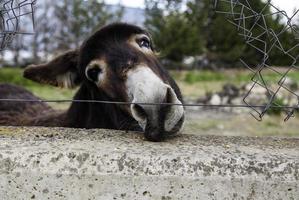 divertente asino di campo foto