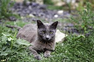 gatto grigio per strada foto