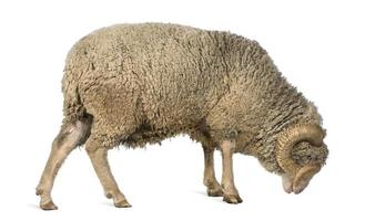 profilo di pecore arles merino, in piedi e guardando in basso foto