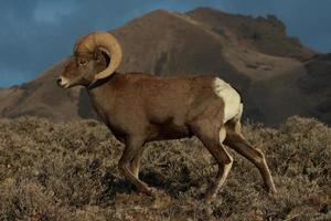 la ram delle pecore bighorn del deserto avanza attraverso la salvia rigida