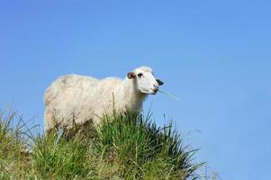 pecore in montagna foto