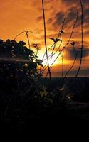 drammatico tramonto girato con erba ed erba silhouette foto