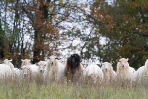 le pecore