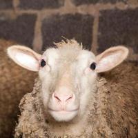 pecore nel fienile