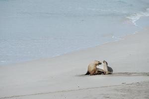 leone marino australiano neonato sul fondo della spiaggia sabbiosa