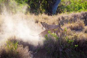 cucciolo di leone che gioca nel serengeti