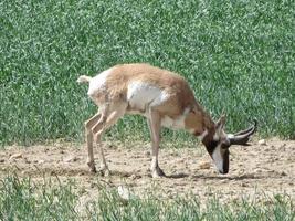 antilope pronghorn, antilocapra americana foto