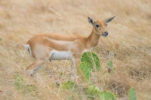 vitello di antilope blackbuck foto