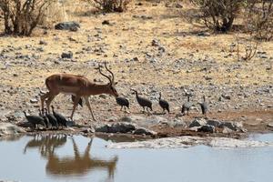 impala dalla faccia nera nel parco etosha namibia foto