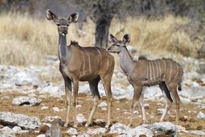 antilopi di kudu, parco nazionale di etosha, namibia