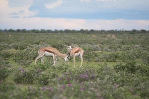 springbok, parco nazionale di etosha, stagione delle piogge, namibia, africa foto