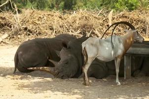 rinoceronte sonnecchiante foto