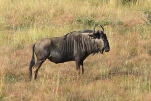 GNU in Sudafrica foto