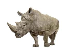 rinoceronte bianco (+/- 10 anni)